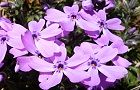 110406-siba-nurasaki.jpg(7039 byte)