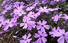 110407-siba-murasaki.jpg(7939 byte)