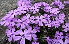 110407-siba-murasaki2.jpg(7722 byte)