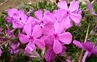 110407-siba-pinku.jpg(6443 byte)