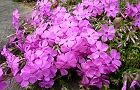 110407-siba-pinku2.jpg(7345 byte)