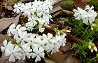 110407-siba-siro2.jpg(7175 byte)