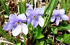 110404-sumire.jpg(7578 byte)