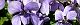 110406-sumire-s.jpg(1858 byte)