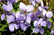 110406-sumire.jpg(11563 byte)