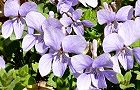 110406-sumire2.jpg(7666 byte)