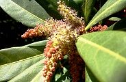 110406-yamamomo.jpg(9075 byte)