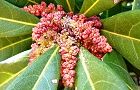 110406-yamamomo2.jpg(6512 byte)