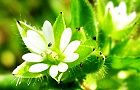 110407-hakobe.jpg(5459 byte)