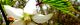 110407-momijiitigoS.jpg(1666 byte)