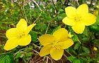 110407-yamabuki.jpg(6567 byte)