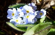 110408-wasurena.jpg(9149 byte)
