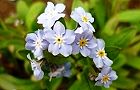 110408-wasurena4.jpg(5355 byte)