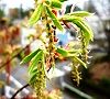 枝の先端に付ける雌花。'11.04.11.