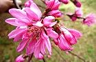 110411-kikumo2.jpg(5963 byte)
