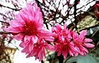 110411-kikumo3.jpg(7531 byte)