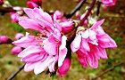 110411-kikumomo.jpg(6608 byte)