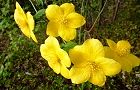 110411-yamabuki.jpg(6363 byte)
