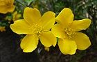 110411-yamabuki2.jpg(4810 byte)