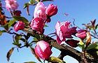 110412-hanakaido.jpg(6721 byte)