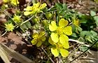 110412-hebiitigo2.jpg(7234 byte)