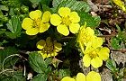 110412-hebiitigo3.jpg(7356 byte)