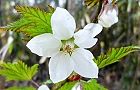 110412-momiji.jpg(5732 byte)