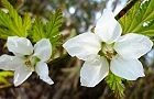110412-momiji2.jpg(5661 byte)
