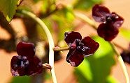 110413-akebi.jpg(7456 byte)