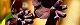 110413-akebi2-s.jpg(1736 byte)