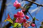 110413-hanakaido.jpg(5693 byte)