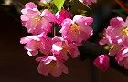 110413-hanakaido2.jpg(4909 byte)