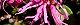110414-benitokiwa-s.jpg(1911 byte)
