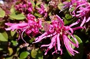 110414-benitokiwa.jpg(10786 byte)