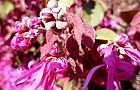 110414-benitokiwa2.jpg(6900 byte)