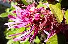 110414-benitokiwa3.jpg(7221 byte)