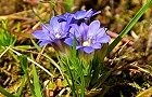 110414-rindou.jpg(7625 byte)