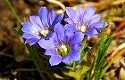 110414-rindou2.jpg(6124 byte)