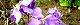 110415-hanadaikon-s.jpg(1892 byte)