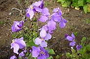 110415-hanadaikon.jpg(10058 byte)