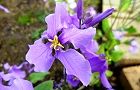 110415-hanadaikon3.jpg(5633 byte)