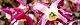 110415-ikarisou-s.jpg(1888 byte)