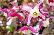 110415-ikarisou.jpg(8317 byte)