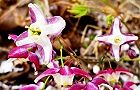 110415-ikarisou2.jpg(7104 byte)