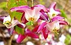 110415-ikarisou3.jpg(5809 byte)