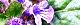 110415-kiransou-s.jpg(1860 byte)