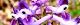 110415-murasaki-s.jpg(1808 byte)