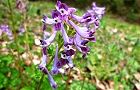 110415-murasaki2.jpg(6384 byte)