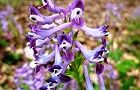 110415-murasaki3.jpg(6221 byte)