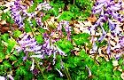110415-murasaki4.jpg(9182 byte)
